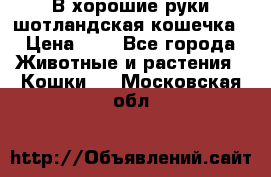 В хорошие руки шотландская кошечка › Цена ­ 7 - Все города Животные и растения » Кошки   . Московская обл.